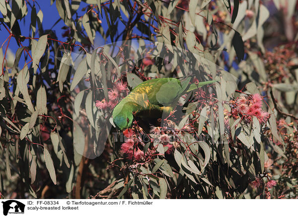 scaly-breasted lorikeet / FF-08334