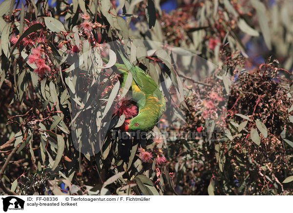scaly-breasted lorikeet / FF-08336