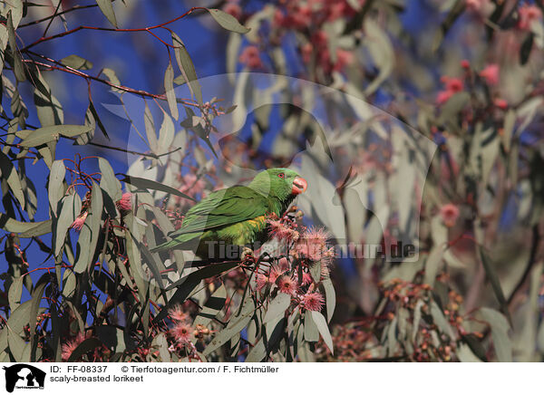 scaly-breasted lorikeet / FF-08337