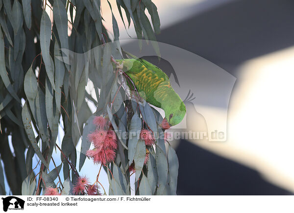 scaly-breasted lorikeet / FF-08340