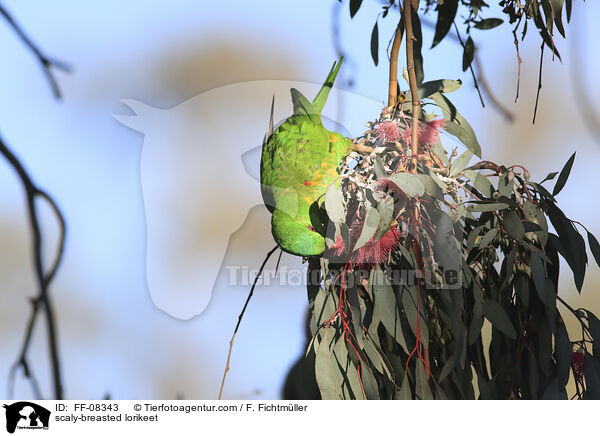 Schuppenlori / scaly-breasted lorikeet / FF-08343