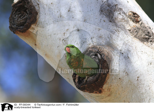 Schuppenlori / scaly-breasted lorikeet / FF-08344