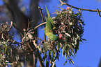 scaly-breasted lorikeet