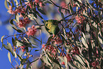 scaly-breasted lorikeet