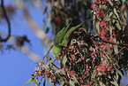 scaly-breasted lorikeet