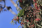 scaly-breasted lorikeet