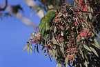 scaly-breasted lorikeet