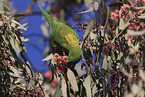 scaly-breasted lorikeet