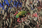 scaly-breasted lorikeet