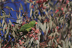 scaly-breasted lorikeet