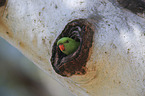 scaly-breasted lorikeet