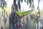scaly-breasted lorikeet