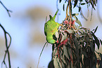 scaly-breasted lorikeet