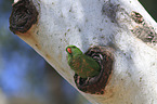 scaly-breasted lorikeet