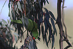 scaly-breasted lorikeet