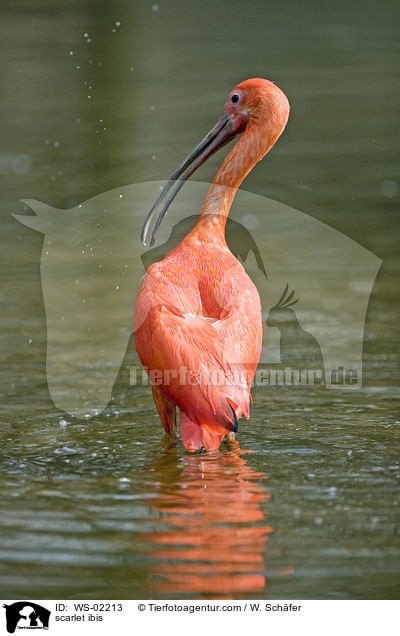 Roter Sichler / scarlet ibis / WS-02213