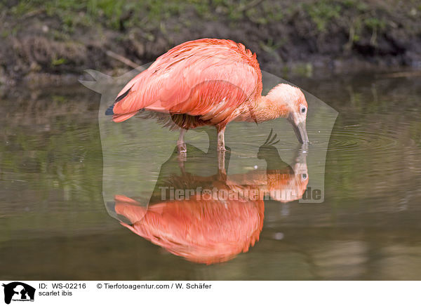 Roter Sichler / scarlet ibis / WS-02216