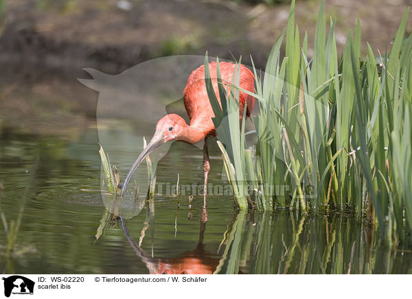 Roter Sichler / scarlet ibis / WS-02220