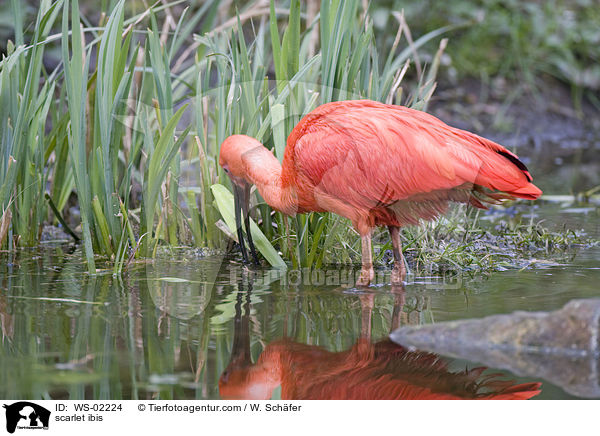 Roter Sichler / scarlet ibis / WS-02224