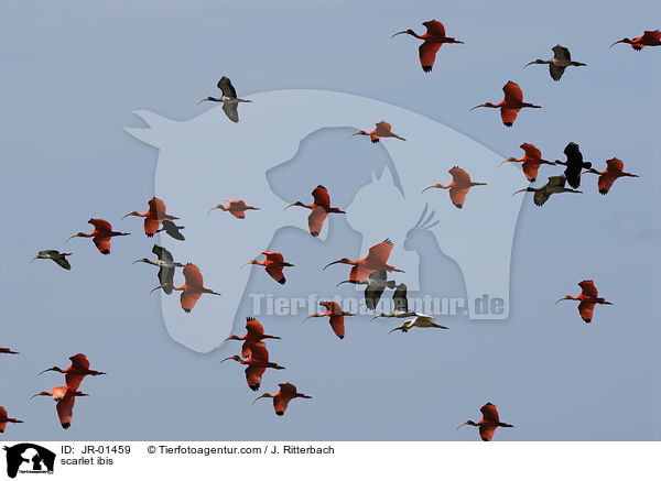Scharlachsichler / scarlet ibis / JR-01459