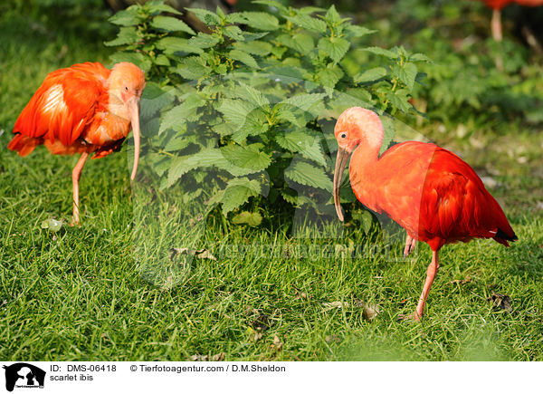 Scharlachsichler / scarlet ibis / DMS-06418