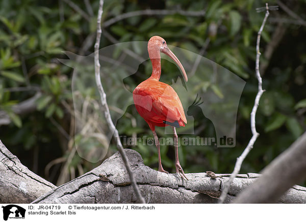 stehender Roter Sichler / standing Scarlet Ibis / JR-04719