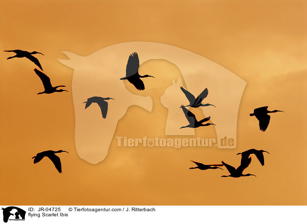 fliegende Rote Sichler / flying Scarlet Ibis / JR-04725