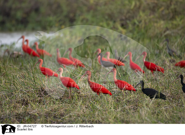 Roter Sichler / Scarlet Ibis / JR-04727