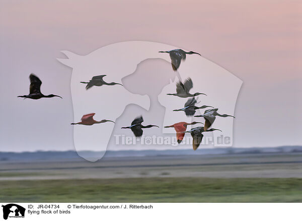fliegender Vogelschwarm / flying flock of birds / JR-04734