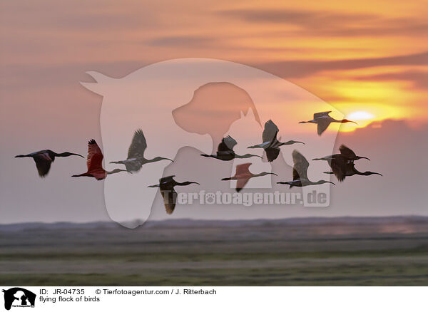 flying flock of birds / JR-04735