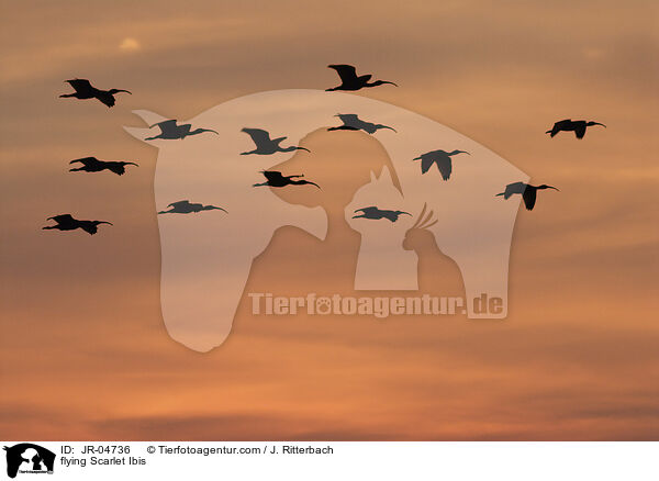 flying Scarlet Ibis / JR-04736