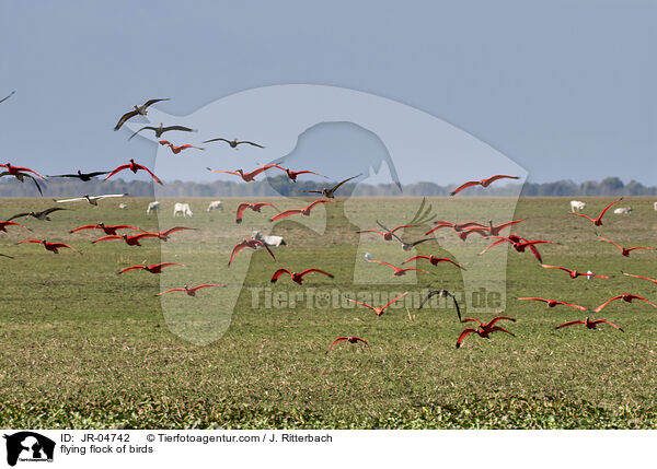 flying flock of birds / JR-04742