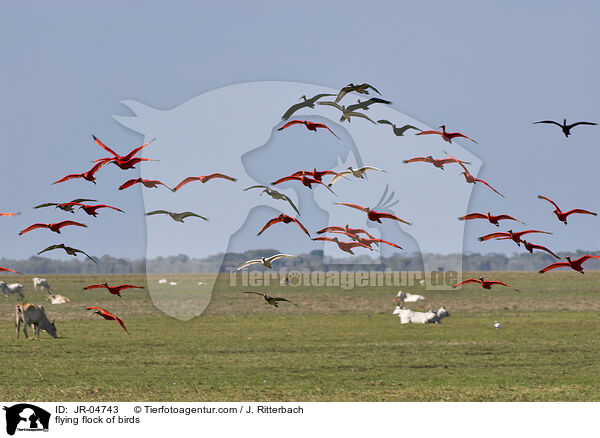 fliegender Vogelschwarm / flying flock of birds / JR-04743