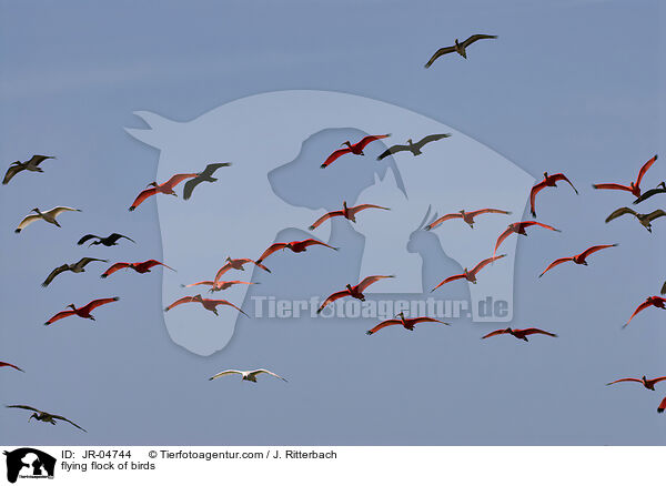 flying flock of birds / JR-04744