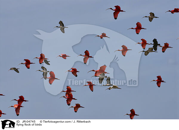 fliegender Vogelschwarm / flying flock of birds / JR-04745