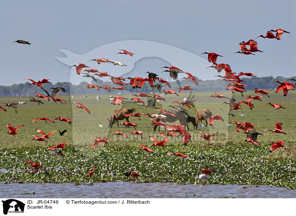 Rote Sichler / Scarlet Ibis / JR-04746