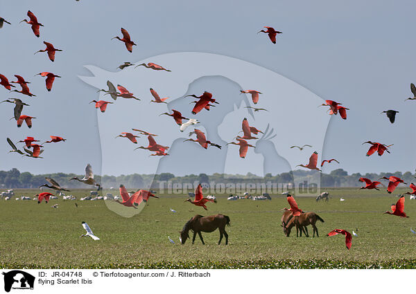 fliegende Rote Sichler / flying Scarlet Ibis / JR-04748