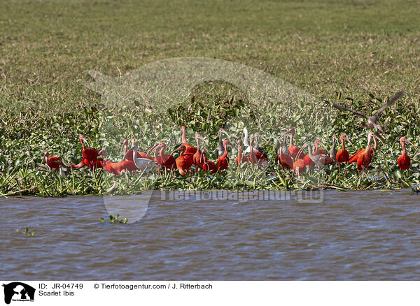 Rote Sichler / Scarlet Ibis / JR-04749