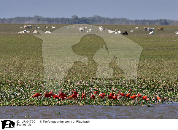 Scarlet Ibis / JR-04750
