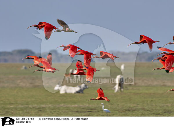 Rote Sichler / Scarlet Ibis / JR-04755