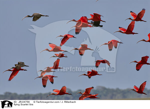 fliegende Rote Sichler / flying Scarlet Ibis / JR-04756