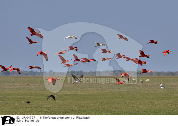 fliegende Rote Sichler / flying Scarlet Ibis / JR-04757