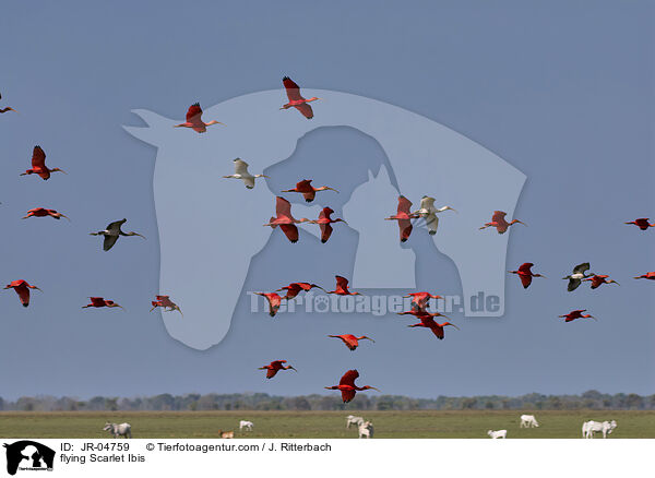flying Scarlet Ibis / JR-04759