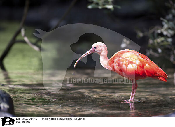 scarlet ibis / MAZ-06149