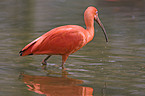 scarlet ibis