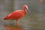 scarlet ibis