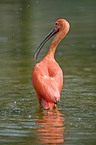 scarlet ibis