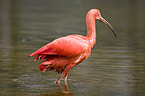 scarlet ibis