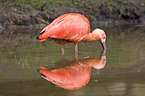 scarlet ibis