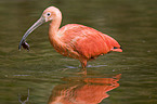 scarlet ibis